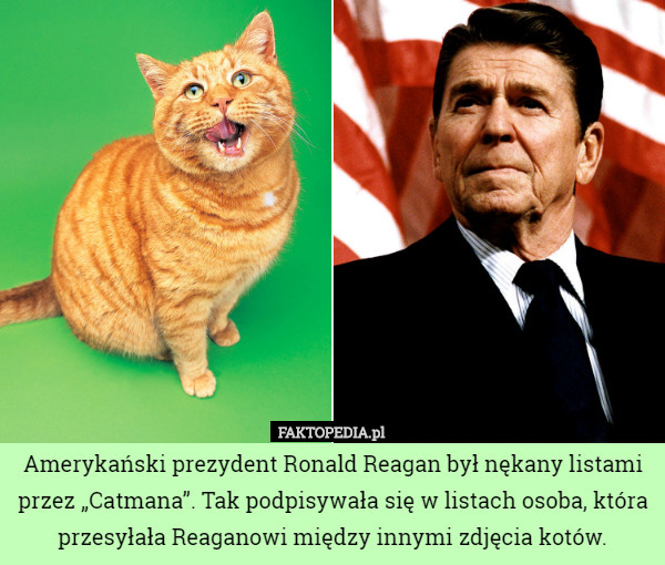 Amerykański prezydent Ronald Reagan był nękany listami przez „Catmana”. Tak podpisywała się w listach osoba, która przesyłała Reaganowi między innymi zdjęcia kotów. 