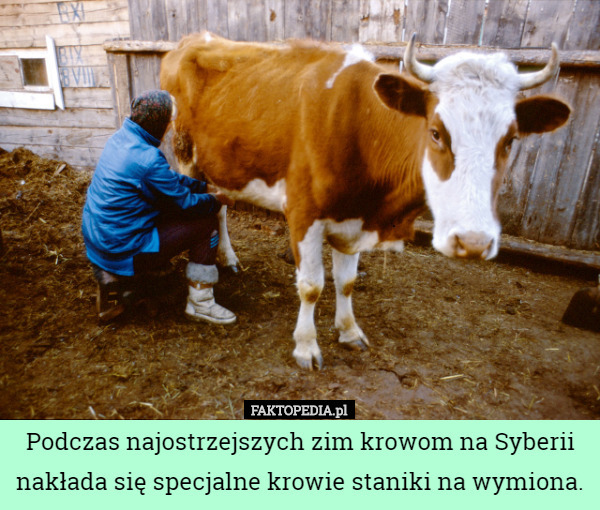 Podczas najostrzejszych zim krowom na Syberii nakłada się specjalne krowie staniki na wymiona. 