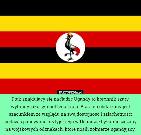 Ptak znajdujący się na fladze Ugandy to koronnik szary, wybrany jako symbol tego kraju. Ptak ten obdarzany jest szacunkiem ze względu na swą dostojność i szlachetność; podczas panowania brytyjskiego w Ugandzie był umieszczany na wojskowych odznakach, które nosili żołnierze ugandyjscy. 