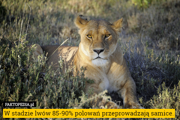 W stadzie lwów 85-90% polowań przeprowadzają samice. 