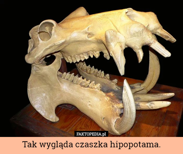 Tak wygląda czaszka hipopotama. 