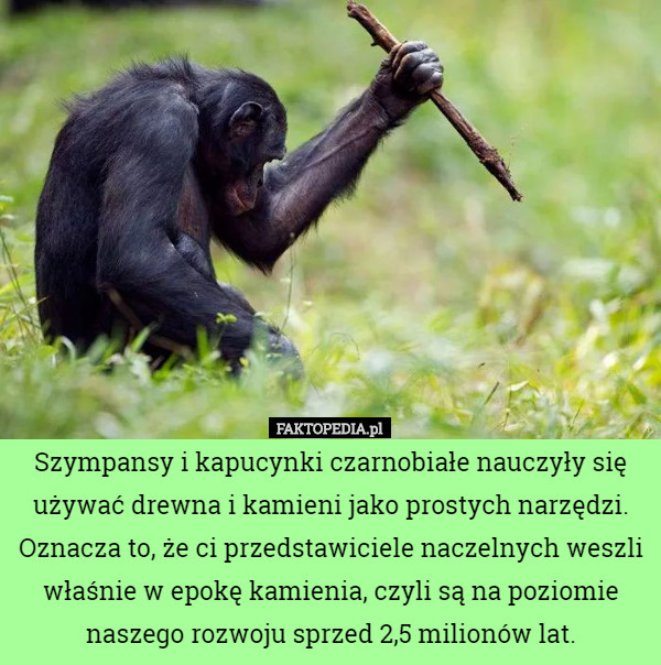 Szympansy i kapucynki czarnobiałe nauczyły się używać drewna i kamieni jako prostych narzędzi. Oznacza to, że ci przedstawiciele naczelnych weszli właśnie w epokę kamienia, czyli są na poziomie naszego rozwoju sprzed 2,5 milionów lat. 