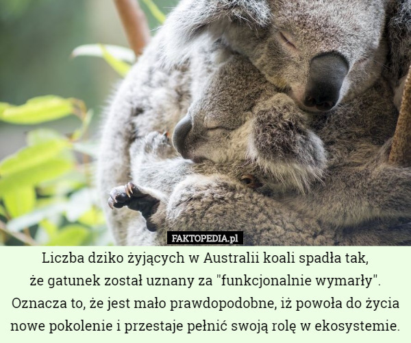 Liczba dziko żyjących w Australii koali spadła tak,
 że gatunek został uznany za "funkcjonalnie wymarły". Oznacza to, że jest mało prawdopodobne, iż powoła do życia nowe pokolenie i przestaje pełnić swoją rolę w ekosystemie. 