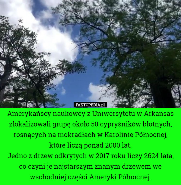 Amerykańscy naukowcy z Uniwersytetu w Arkansas zlokalizowali grupę około 50 cypryśników błotnych, rosnących na mokradłach w Karolinie Północnej,
 które liczą ponad 2000 lat.
Jedno z drzew odkrytych w 2017 roku liczy 2624 lata, co czyni je najstarszym znanym drzewem we wschodniej części Ameryki Północnej. 