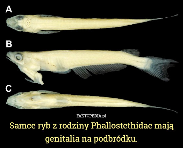 Samce ryb z rodziny Phallostethidae mają genitalia na podbródku. 
