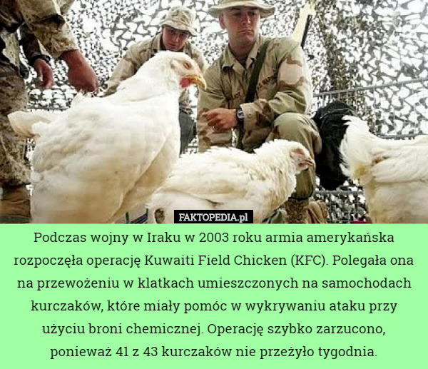 Podczas wojny w Iraku w 2003 roku armia amerykańska rozpoczęła operację Kuwaiti Field Chicken (KFC). Polegała ona na przewożeniu w klatkach umieszczonych na samochodach kurczaków, które miały pomóc w wykrywaniu ataku przy użyciu broni chemicznej. Operację szybko zarzucono, ponieważ 41 z 43 kurczaków nie przeżyło tygodnia. 