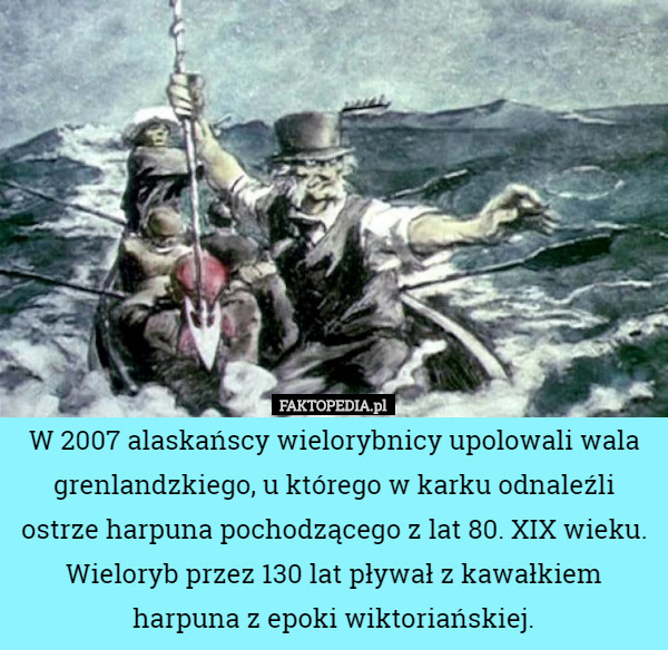 W 2007 alaskańscy wielorybnicy upolowali wala grenlandzkiego, u którego w karku odnaleźli ostrze harpuna pochodzącego z lat 80. XIX wieku.
Wieloryb przez 130 lat pływał z kawałkiem harpuna z epoki wiktoriańskiej. 