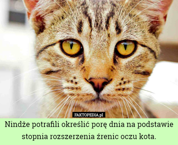 Nindże potrafili określić porę dnia na podstawie stopnia rozszerzenia źrenic oczu kota. 