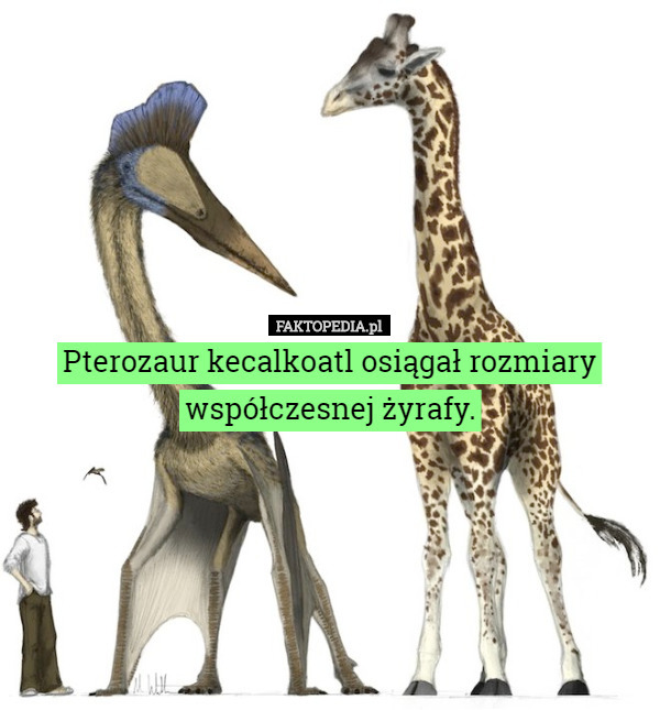 Pterozaur kecalkoatl osiągał rozmiary współczesnej żyrafy. 