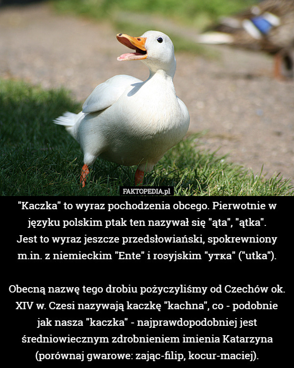 "Kaczka" to wyraz pochodzenia obcego. Pierwotnie w języku polskim ptak ten nazywał się "ąta", "ątka".
 Jest to wyraz jeszcze przedsłowiański, spokrewniony m.in. z niemieckim "Ente" i rosyjskim "утка" ("utka").

 Obecną nazwę tego drobiu pożyczyliśmy od Czechów ok. XIV w. Czesi nazywają kaczkę "kachna", co - podobnie
 jak nasza "kaczka" - najprawdopodobniej jest średniowiecznym zdrobnieniem imienia Katarzyna (porównaj gwarowe: zając-filip, kocur-maciej). 