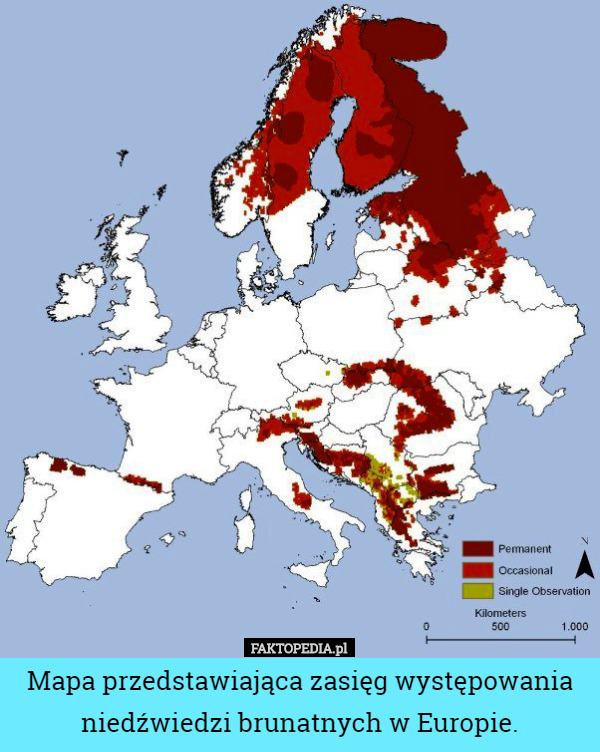 Mapa przedstawiająca zasięg występowania niedźwiedzi brunatnych w Europie. 