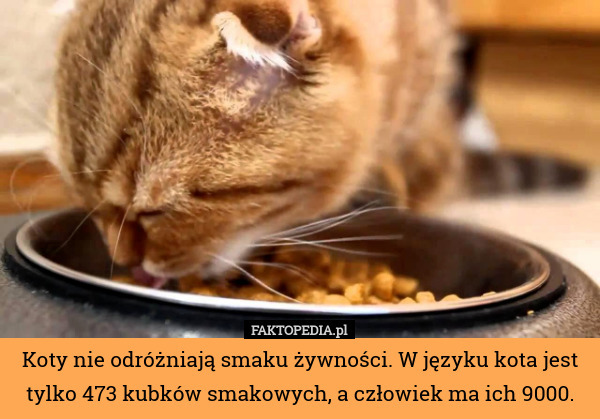 Koty nie odróżniają smaku żywności. W języku kota jest tylko 473 kubków smakowych, a człowiek ma ich 9000. 