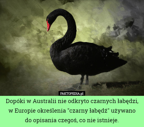 Dopóki w Australii nie odkryto czarnych łabędzi, w Europie określenia "czarny łabędź" używano
 do opisania czegoś, co nie istnieje. 