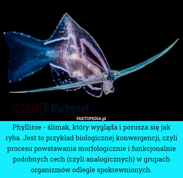 Phylliroe - ślimak, który wygląda i porusza się jak ryba. Jest to przykład biologicznej konwergencji, czyli procesu powstawania morfologicznie i funkcjonalnie podobnych cech (czyli analogicznych) w grupach organizmów odlegle spokrewnionych. 