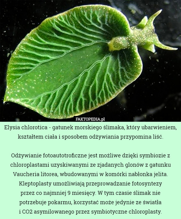 Elysia chlorotica - gatunek morskiego ślimaka, który ubarwieniem, kształtem ciała i sposobem odżywiania przypomina liść.

Odżywianie fotoautotroficzne jest możliwe dzięki symbiozie z chloroplastami uzyskiwanymi ze zjadanych glonów z gatunku Vaucheria litorea, wbudowanymi w komórki nabłonka jelita. Kleptoplasty umożliwiają przeprowadzanie fotosyntezy
 przez co najmniej 9 miesięcy. W tym czasie ślimak nie
 potrzebuje pokarmu, korzystać może jedynie ze światła
 i CO2 asymilowanego przez symbiotyczne chloroplasty. 