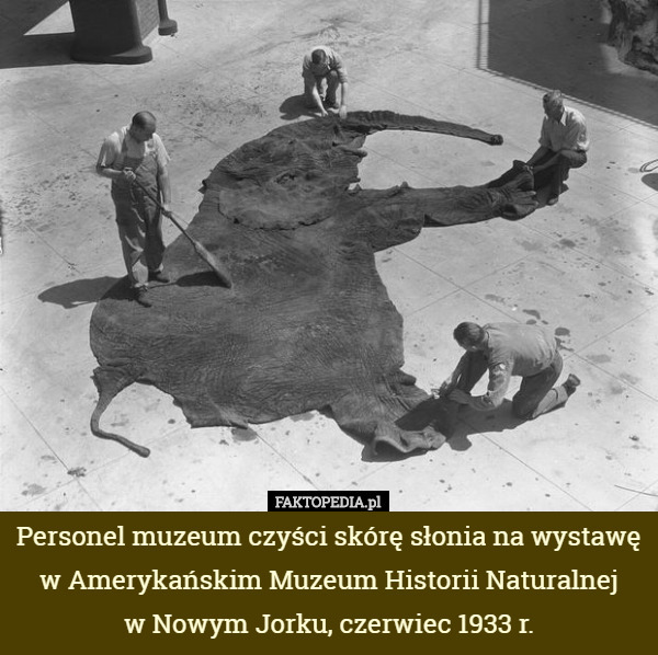 Personel muzeum czyści skórę słonia na wystawę w Amerykańskim Muzeum Historii Naturalnej
 w Nowym Jorku, czerwiec 1933 r. 