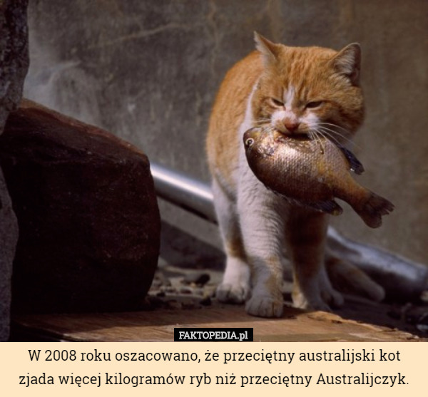 W 2008 roku oszacowano, że przeciętny australijski kot zjada więcej kilogramów ryb niż przeciętny Australijczyk. 