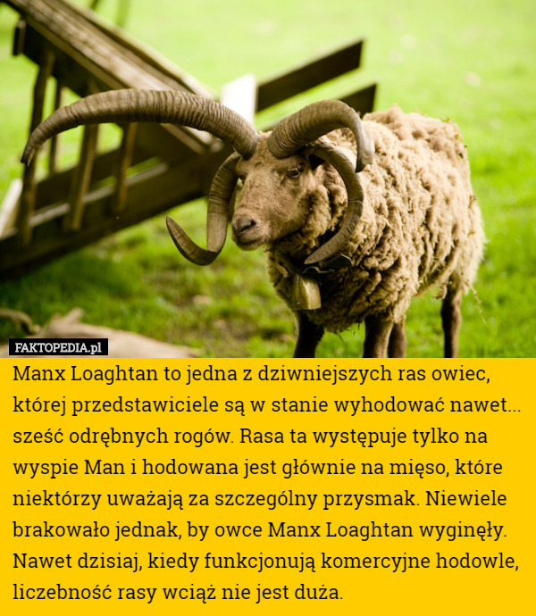 Manx Loaghtan to jedna z dziwniejszych ras owiec, której przedstawiciele są w stanie wyhodować nawet... sześć odrębnych rogów. Rasa ta występuje tylko na wyspie Man i hodowana jest głównie na mięso, które niektórzy uważają za szczególny przysmak. Niewiele brakowało jednak, by owce Manx Loaghtan wyginęły. Nawet dzisiaj, kiedy funkcjonują komercyjne hodowle, liczebność rasy wciąż nie jest duża. 
