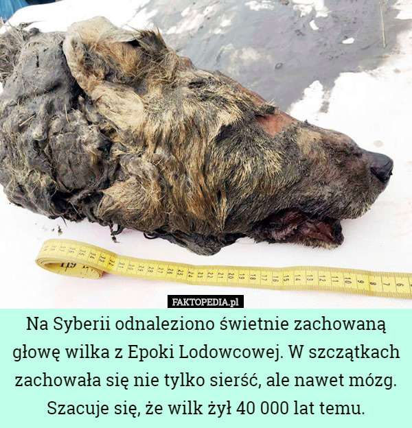 Na Syberii odnaleziono świetnie zachowaną głowę wilka z Epoki Lodowcowej. W szczątkach zachowała się nie tylko sierść, ale nawet mózg. Szacuje się, że wilk żył 40 000 lat temu. 