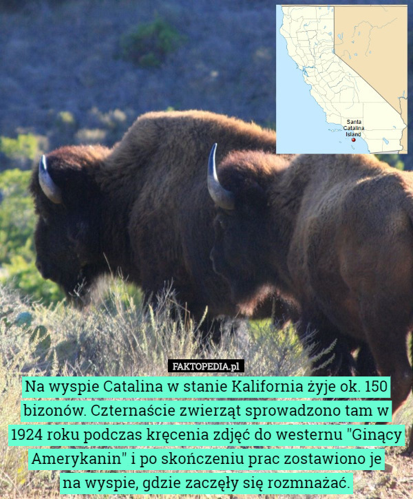 Na wyspie Catalina w stanie Kalifornia żyje ok. 150 bizonów. Czternaście zwierząt sprowadzono tam w 1924 roku podczas kręcenia zdjęć do westernu "Ginący Amerykanin" i po skończeniu prac zostawiono je
 na wyspie, gdzie zaczęły się rozmnażać. 