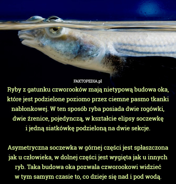 Ryby z gatunku czworooków mają nietypową budowa oka, które jest podzielone poziomo przez ciemne pasmo tkanki nabłonkowej. W ten sposób ryba posiada dwie rogówki, dwie źrenice, pojedynczą, w kształcie elipsy soczewkę
 i jedną siatkówkę podzieloną na dwie sekcje.

 Asymetryczna soczewka w górnej części jest spłaszczona jak u człowieka, w dolnej części jest wygięta jak u innych ryb. Taka budowa oka pozwala czworookowi widzieć
 w tym samym czasie to, co dzieje się nad i pod wodą. 
