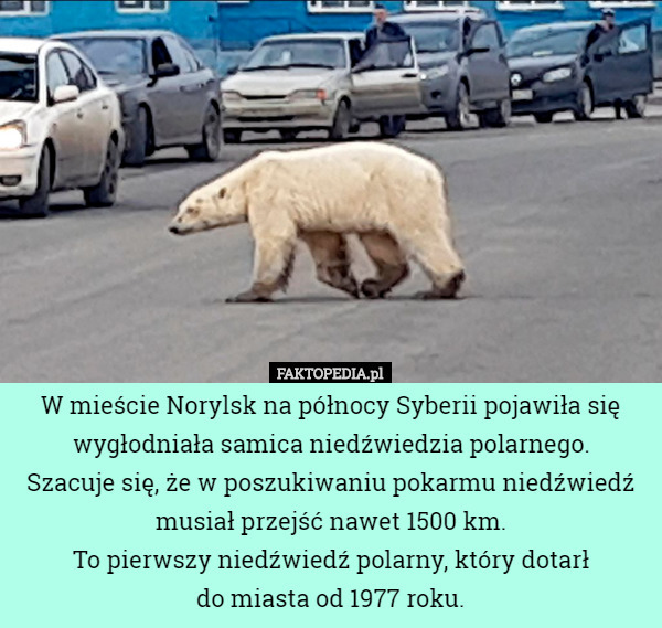 W mieście Norylsk na północy Syberii pojawiła się wygłodniała samica niedźwiedzia polarnego.
 Szacuje się, że w poszukiwaniu pokarmu niedźwiedź musiał przejść nawet 1500 km.
To pierwszy niedźwiedź polarny, który dotarł
 do miasta od 1977 roku. 