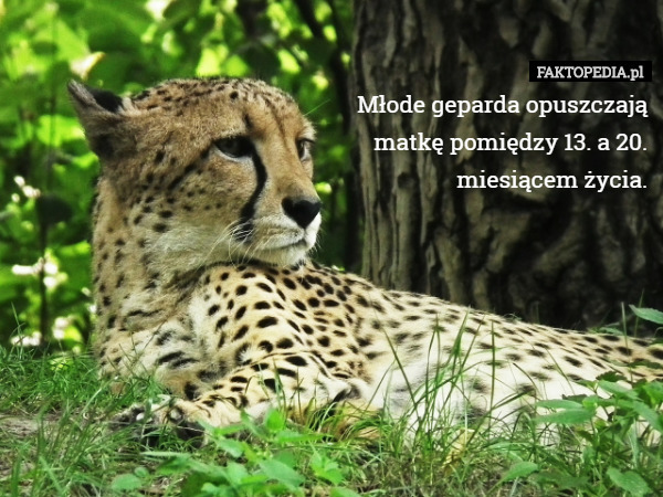 Młode geparda opuszczają
 matkę pomiędzy 13. a 20.
 miesiącem życia. 