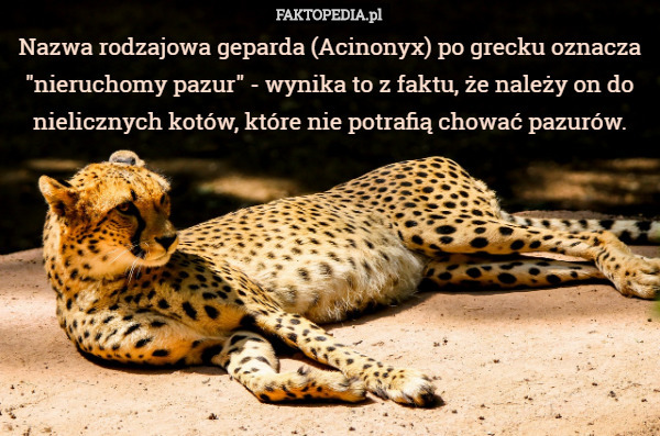 Nazwa rodzajowa geparda (Acinonyx) po grecku oznacza "nieruchomy pazur" - wynika to z faktu, że należy on do nielicznych kotów, które nie potrafią chować pazurów. 