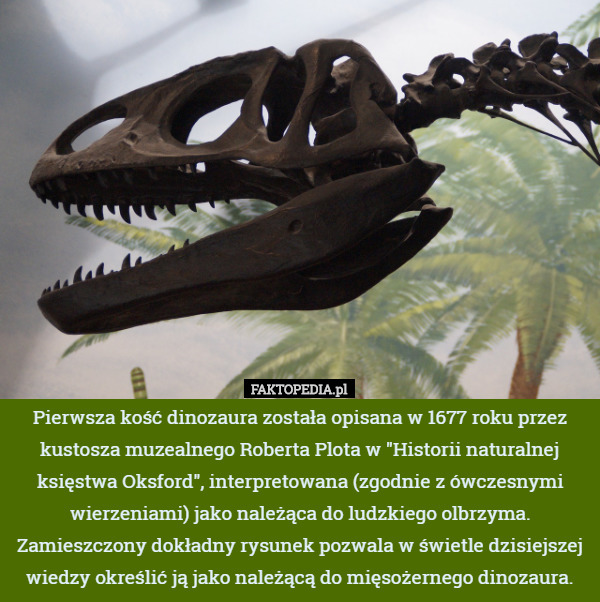Pierwsza kość dinozaura została opisana w 1677 roku przez kustosza muzealnego Roberta Plota w "Historii naturalnej księstwa Oksford", interpretowana (zgodnie z ówczesnymi wierzeniami) jako należąca do ludzkiego olbrzyma. Zamieszczony dokładny rysunek pozwala w świetle dzisiejszej wiedzy określić ją jako należącą do mięsożernego dinozaura. 