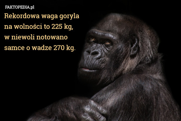 Rekordowa waga goryla
 na wolności to 225 kg,
 w niewoli notowano
 samce o wadze 270 kg. 