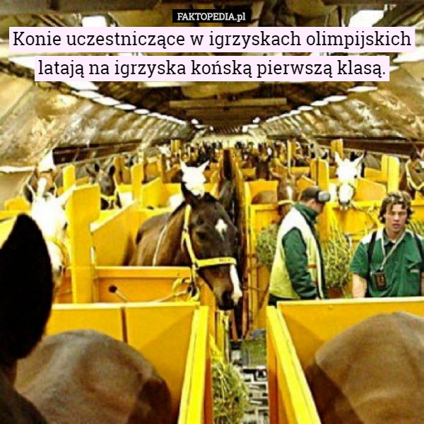 Konie uczestniczące w igrzyskach olimpijskich latają na igrzyska końską pierwszą klasą. 