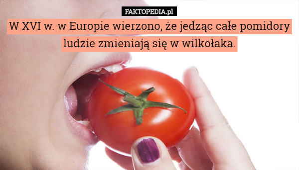 W XVI w. w Europie wierzono, że jedząc całe pomidory ludzie zmieniają się w wilkołaka. 