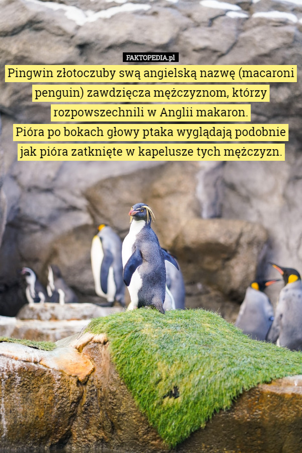 Pingwin złotoczuby swą angielską nazwę (macaroni penguin) zawdzięcza mężczyznom, którzy rozpowszechnili w Anglii makaron.
 Pióra po bokach głowy ptaka wyglądają podobnie jak pióra zatknięte w kapelusze tych mężczyzn. 