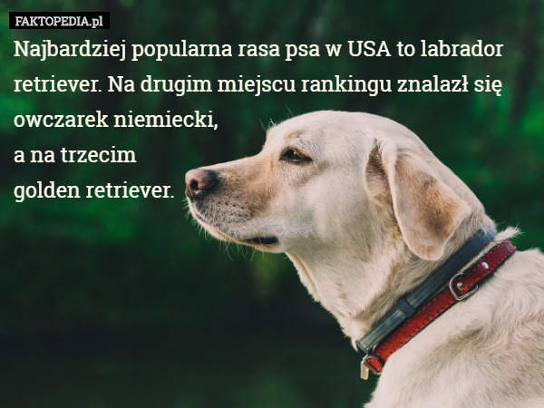 Najbardziej popularna rasa psa w USA to labrador retriever. Na drugim miejscu rankingu znalazł się owczarek niemiecki, 
a na trzecim 
golden retriever. 