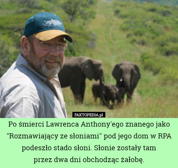 Po śmierci Lawrenca Anthony'ego znanego jako "Rozmawiający ze słoniami" pod jego dom w RPA podeszło stado słoni. Słonie zostały tam
 przez dwa dni obchodząc żałobę. 