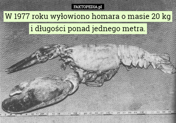 W 1977 roku wyłowiono homara o masie 20 kg i długości ponad jednego metra. 