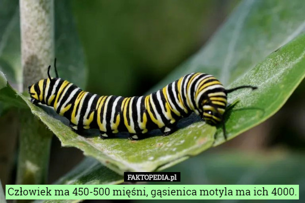 Człowiek ma 450-500 mięśni, gąsienica motyla ma ich 4000. 