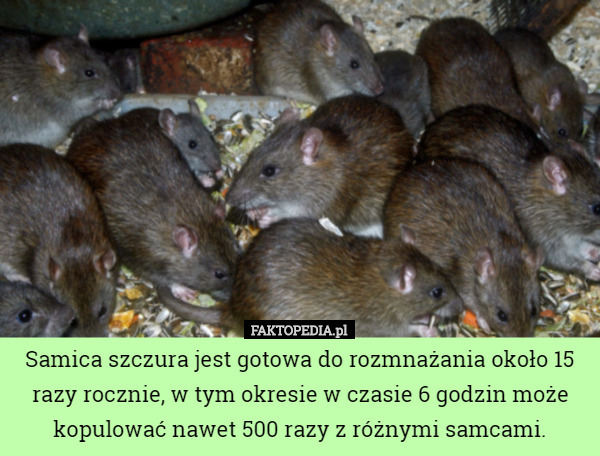 Samica szczura jest gotowa do rozmnażania około 15 razy rocznie, w tym okresie w czasie 6 godzin może kopulować nawet 500 razy z różnymi samcami. 