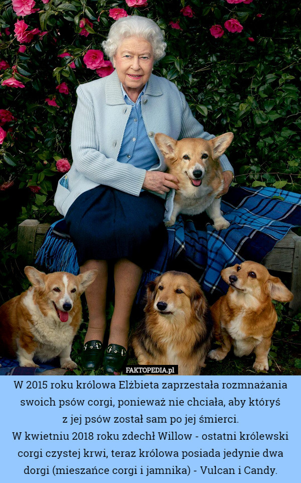 W 2015 roku królowa Elżbieta zaprzestała rozmnażania swoich psów corgi, ponieważ nie chciała, aby któryś
 z jej psów został sam po jej śmierci.
W kwietniu 2018 roku zdechł Willow - ostatni królewski corgi czystej krwi, teraz królowa posiada jedynie dwa dorgi (mieszańce corgi i jamnika) - Vulcan i Candy. 
