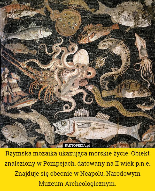 Rzymska mozaika ukazująca morskie życie. Obiekt znaleziony w Pompejach, datowany na II wiek p.n.e. Znajduje się obecnie w Neapolu, Narodowym Muzeum Archeologicznym. 