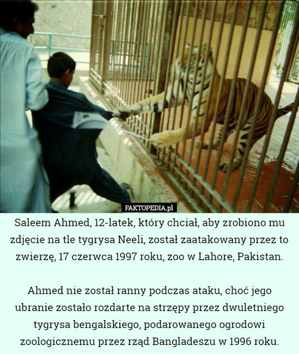 Saleem Ahmed, 12-latek, który chciał, aby zrobiono mu zdjęcie na tle tygrysa Neeli, został zaatakowany przez to zwierzę, 17 czerwca 1997 roku, zoo w Lahore, Pakistan.

Ahmed nie został ranny podczas ataku, choć jego ubranie zostało rozdarte na strzępy przez dwuletniego tygrysa bengalskiego, podarowanego ogrodowi zoologicznemu przez rząd Bangladeszu w 1996 roku. 