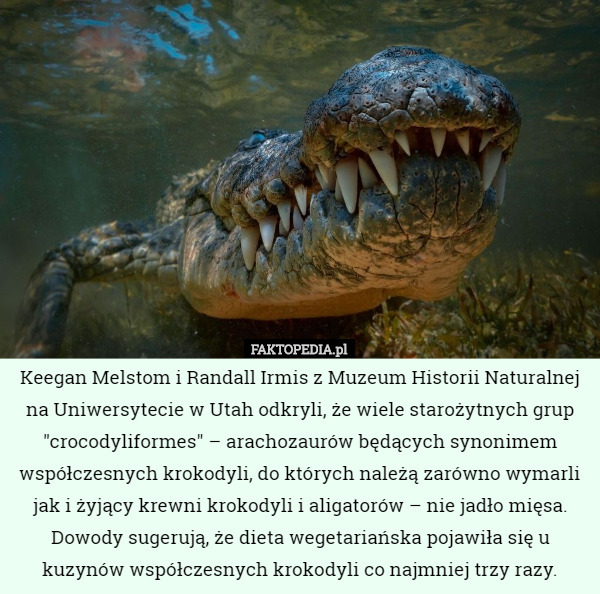 Keegan Melstom i Randall Irmis z Muzeum Historii Naturalnej na Uniwersytecie w Utah odkryli, że wiele starożytnych grup "crocodyliformes" – arachozaurów będących synonimem współczesnych krokodyli, do których należą zarówno wymarli jak i żyjący krewni krokodyli i aligatorów – nie jadło mięsa. Dowody sugerują, że dieta wegetariańska pojawiła się u kuzynów współczesnych krokodyli co najmniej trzy razy. 