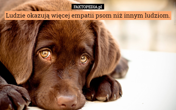 Ludzie okazują więcej empatii psom niż innym ludziom. 