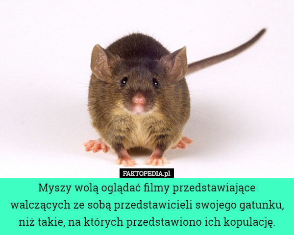 Myszy wolą oglądać filmy przedstawiające walczących ze sobą przedstawicieli swojego gatunku, niż takie, na których przedstawiono ich kopulację. 