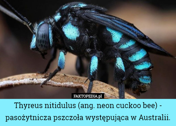 Thyreus nitidulus (ang. neon cuckoo bee) - pasożytnicza pszczoła występująca w Australii. 