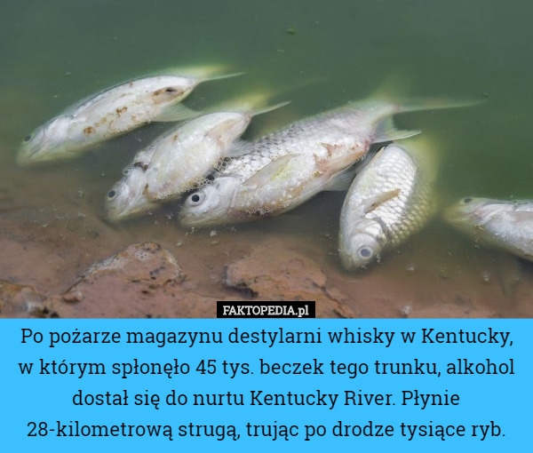 Po pożarze magazynu destylarni whisky w Kentucky, w którym spłonęło 45 tys. beczek tego trunku, alkohol dostał się do nurtu Kentucky River. Płynie 28-kilometrową strugą, trując po drodze tysiące ryb. 