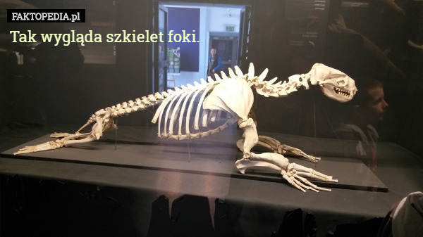 Tak wygląda szkielet foki. 
