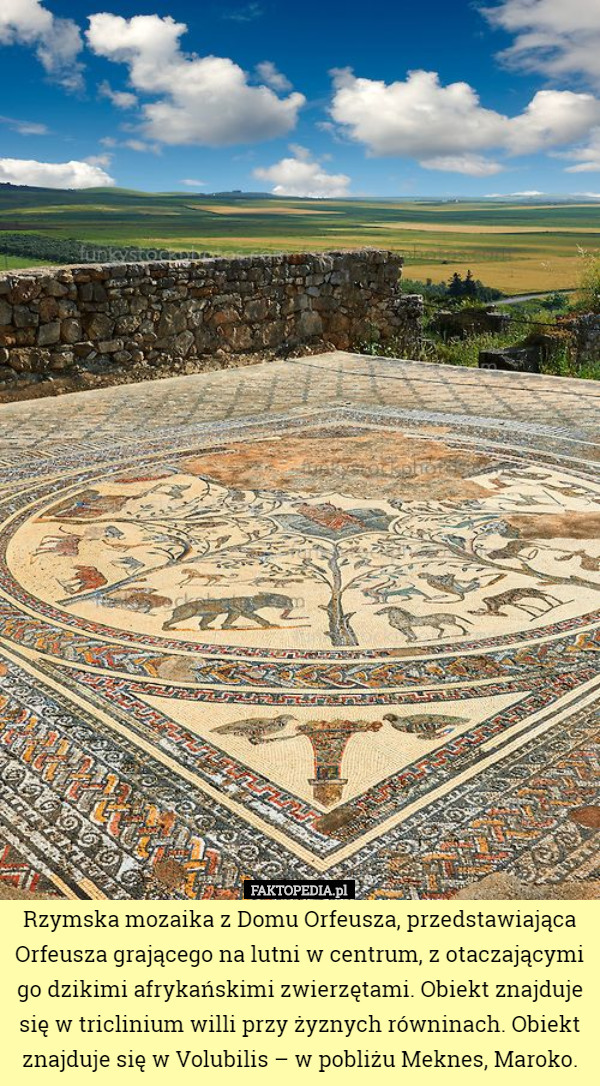 Rzymska mozaika z Domu Orfeusza, przedstawiająca Orfeusza grającego na lutni w centrum, z otaczającymi go dzikimi afrykańskimi zwierzętami. Obiekt znajduje się w triclinium willi przy żyznych równinach. Obiekt znajduje się w Volubilis – w pobliżu Meknes, Maroko. 