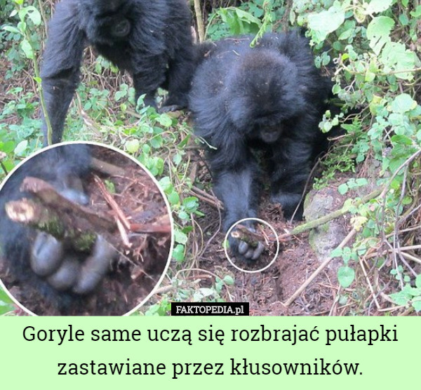 Goryle same uczą się rozbrajać pułapki zastawiane przez kłusowników. 
