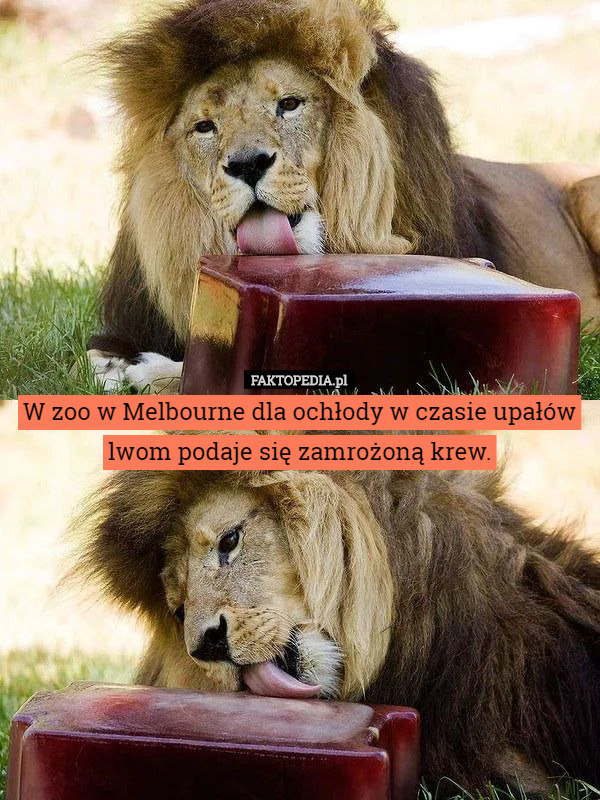 W zoo w Melbourne dla ochłody w czasie upałów lwom podaje się zamrożoną krew. 